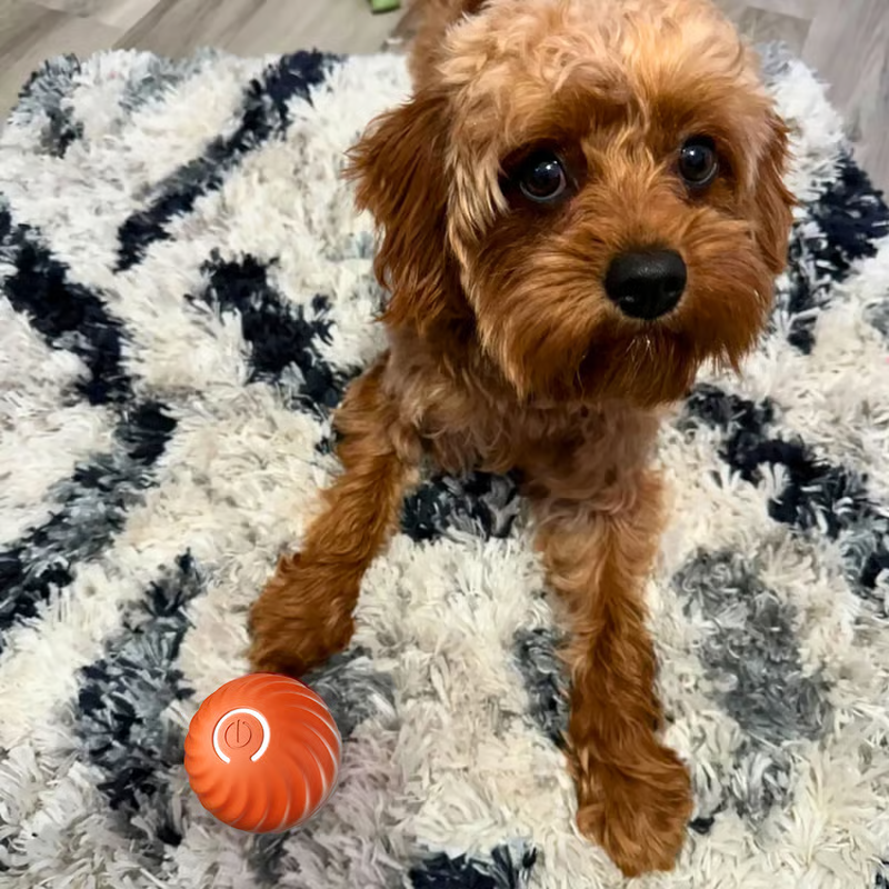 🔥Oferta 2025 50% de descuento💥 - Juguetes interactivos para perros Pelota para perros