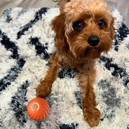 🔥Oferta 2025 50% de descuento💥 - Juguetes interactivos para perros Pelota para perros
