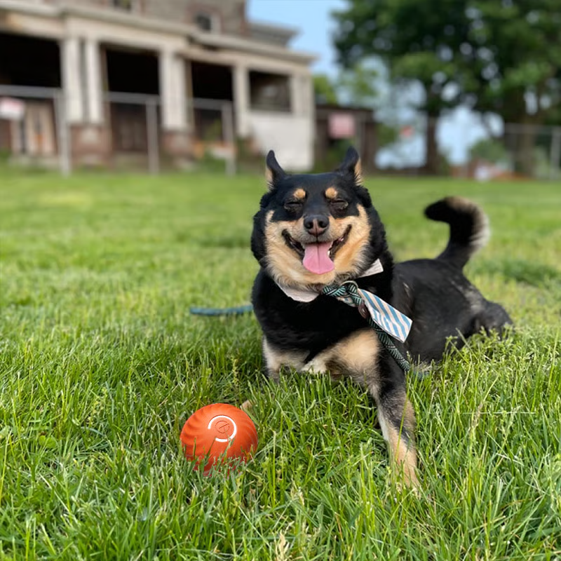 🔥Oferta 2025 50% de descuento💥 - Juguetes interactivos para perros Pelota para perros